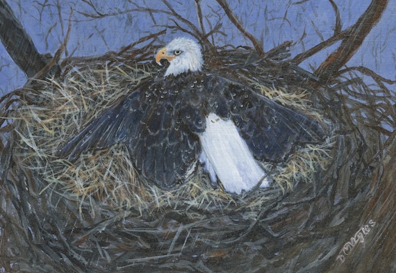 El águila calva en el nido protege sus huevos contra la - Etsy España