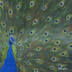 A Peacock&#39;s Display is Hand Painted in Acrylics and is a Framed Original Miniature Fine Art Painting