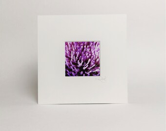 Mini-photography, artichoke flower, macro shot, art print, picture, photo art from the studio in Passepartout