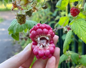 Medium Carnivorous Raspberry Fruit Pendant and Brooch 2 in 1 - as seen on Tik Tok