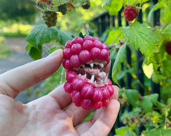 Large Creepy But Cute Carnivorous Raspberry Fruit Pendant Necklace and Brooch 2 in 1 - as seen on Tik Tok