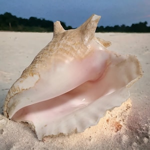 Vintage Large 7&quot; Queen Conch Sea Shell Natural Beach Seashell Nautical Ocean Decor **READ DESCRIPTION**