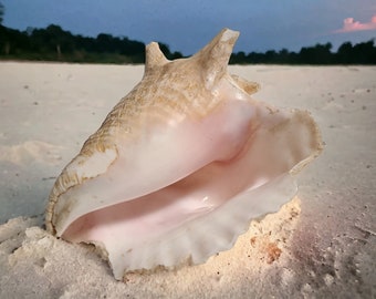 May include: A large, white seashell with a pink interior, lying on a white sandy beach.