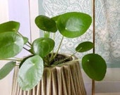 Pilea peperomioidas, pancake plant, Chinese money plant, missionary plant