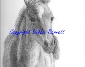 colt, baby horse, foals, old west, ranch, country life, farms-- Colts are all "Innocence" and mischief too