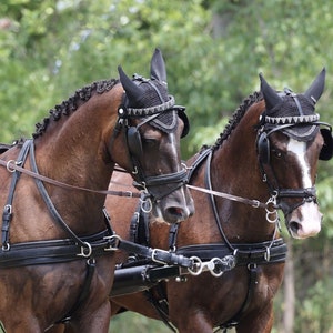 Pferde Fahren Team, Dressur, Pferde im Geschirr Download #009