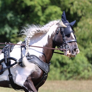 ジプシー ヴァナー 馬の運転、馬場馬術、馬具をつけた馬、ショー用の馬、ダウンロード #001