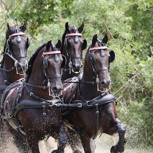 Four in Hand Pferd Fahren Wassergefahr, Pferde im Geschirr, Show Pferde, Digital Download #010