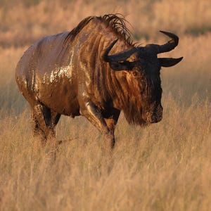 May include: A wet, dark brown wildebeest stands in tall, dry grass. The animal has large, curved horns and a shaggy mane. The sunlight catches the wet fur, creating highlights. The scene evokes the African savanna.