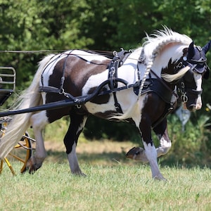 Gypsy Vanner Pferd Fahren, Dressur, Pferde im Geschirr, Show Pferde, Download #002