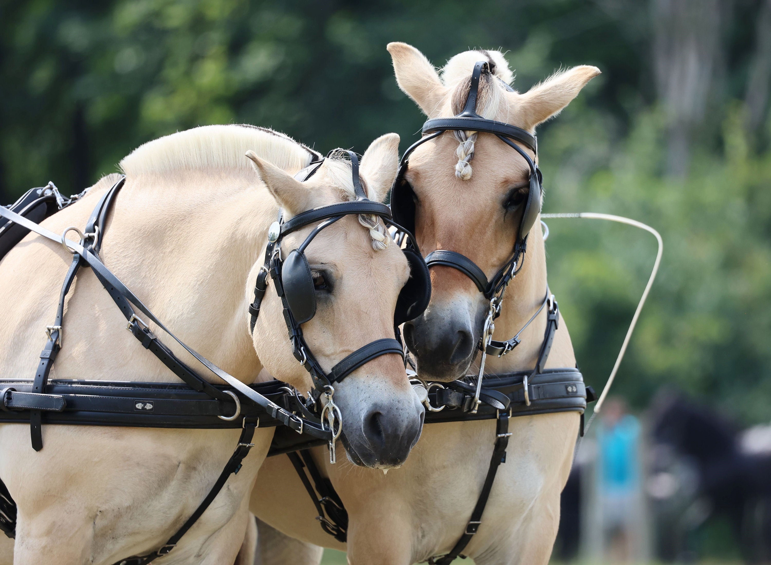 Harnais De Conduite Miniature En Cuir Noir – Pour Cheval Miniature – Fabriqué En Inde