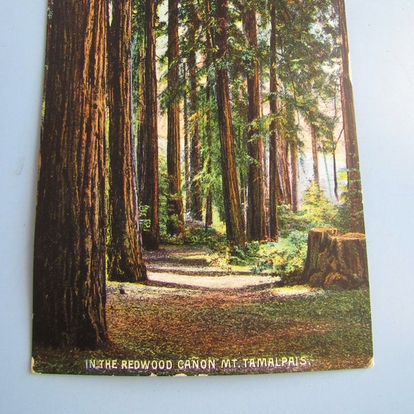 Vintage In the Redwood Canon Mt. Tamalpais Postcard Post Card Early 1910s Free Shipping