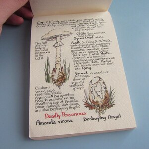May include: A notebook page with a detailed illustration of a mushroom, labeled "Destroying Angel." The text describes the mushroom's features, including its cap, gills, stalk, and spore print. The text also includes a warning about the mushroom's poisonous nature.