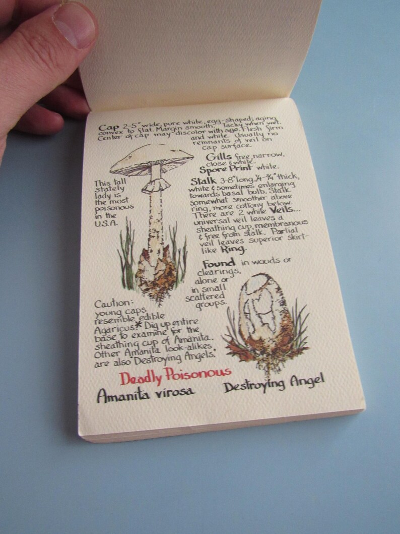 May include: A notebook page with a detailed illustration of a mushroom, labeled "Destroying Angel." The text describes the mushroom's features, including its cap, gills, stalk, and spore print. The text also includes a warning about the mushroom's poisonous nature.