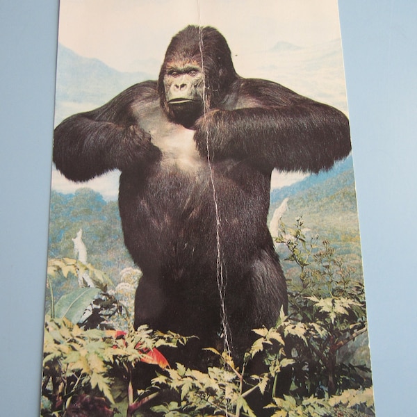 Vintage The American Museum of Natural History Mountain Gorilla Unused Oversized Postcard Post Card Free Shipping