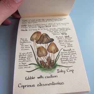May include: An open notebook page with a hand-drawn illustration of Inky Cap mushrooms. The drawing is in brown and tan tones, with detailed notes about the mushroom's characteristics and warnings about consumption. The text includes the mushroom's scientific name, Coprinus atramentarius.