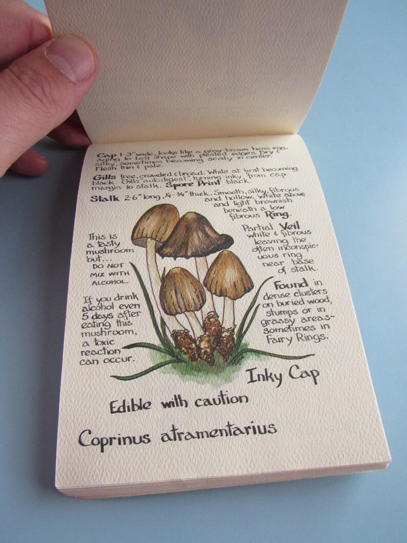 May include: An open notebook page with a hand-drawn illustration of Inky Cap mushrooms. The drawing is in brown and tan tones, with detailed notes about the mushroom's characteristics and warnings about consumption. The text includes the mushroom's scientific name, Coprinus atramentarius.
