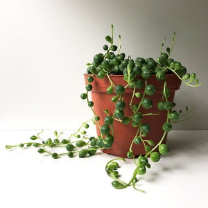 String of Peas, String of Pearls, String of Beads, Senecio rowleyanus, Rosary Vine, Trailing Succulent, Succulent, Easy Care, Sun Loving