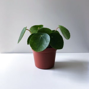 Pilea Peperomioides Plant, Pilea, Chinese Money Plant, Pancake Plant, UFO Plant, Baby Plant, Mini Plant, Rare Plant, Live Plant, Houseplant