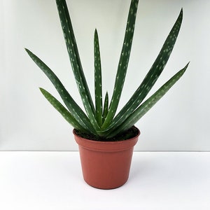 Aloe vera Plant, Succulent Plant, Medicinal Plant, Air Purifying, Air Cleaning, Herb, Wound Plant, Easy Care Plant, Bright Light Plant image 1