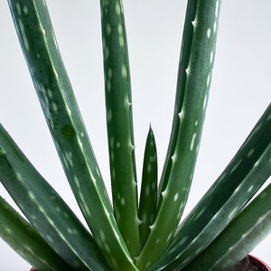 Aloe vera Plant, Succulent Plant, Medicinal Plant, Air Purifying, Air Cleaning, Herb, Wound Plant, Easy Care Plant, Bright Light Plant image 6