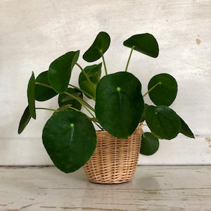 May include: A green leafy plant with round leaves in a woven wicker basket.