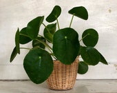 4 quot Pilea Peperomioides Plant, Large Chinese Money Plant, Large Chinese Coin Plant, Rare Plant, Houseplant, Live Plant, Dorm Plant, Succulent