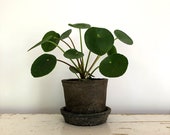 2.5 quot Pilea peperomioides Plant in a Rustic Linen Wrapped Pot with Saucer, Available in Red or Black Clay, Chinese Money Plant, Rare Plant