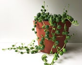 String of Peas, String of Pearls, String of Beads, Senecio rowleyanus, Rosary Vine, Succulent, Vine, Trailing, Hanging Basket, String Plant