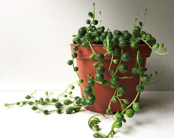 String of Peas, String of Pearls, String of Beads, Senecio rowleyanus, Rosary Vine, Trailing Succulent, Succulent, Easy Care, Sun Loving