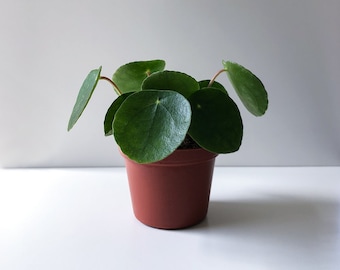 Pilea Peperomioides Plant, Pilea, Chinese Money Plant, Pancake Plant, UFO Plant, Baby Plant, Mini Plant, Rare Plant, Live Plant, Houseplant