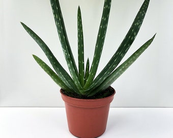 Aloe vera Plant, Succulent Plant, Medicinal Plant, Air Purifying, Air Cleaning, Herb, Wound Plant, Easy Care Plant, Bright Light Plant