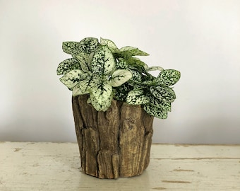 Polka Dot Plant, Hypoestes phyllostacha, Plant Gift, Rare Houseplant, Live Plant