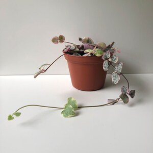 Variegated String of Hearts, Ceropegia Woodii Variegata 'Pretty Pink,' VSOH, a Super Pink String of Hearts, Rare Succulent, Trailing Plant image 4