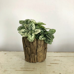 Polka Dot Plant, Hypoestes phyllostacha, Plant Gift, Rare Houseplant, Live Plant