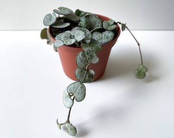 Silver Glory String of Hearts Plant, Ceropegia Woodii 'Silver Glory,' Silver Glory Vine, Rosary Vine, Trailing Plant, Hanging Plant, Rare