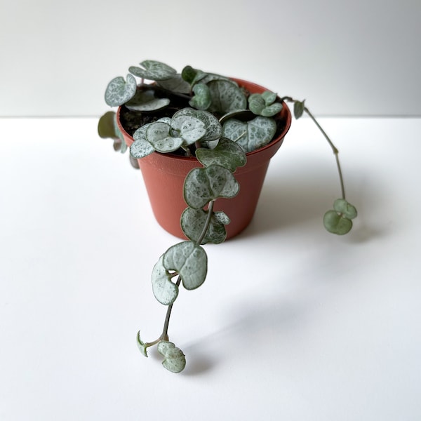 Silver Glory String of Hearts Plant, Ceropegia Woodii 'Silver Glory,' Silver Glory Vine, Rosary Vine, Trailing Plant, Hanging Plant, Rare