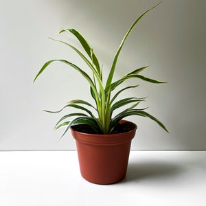 Chlorophytum bichetii, Bichetii Grass, Saint Bernard's Lily, Plant Fully Rooted in 2.5 Pot, Cascading Plant, Air Purifying Plant, Non Toxic image 1