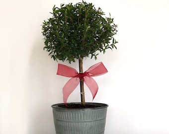 Potted Myrtle Topiary, Live Myrtle Tree, Myrtus communis 'Compacta,' Gift for Gardener, Gift for Mom, Housewarming Gift, Get Well Gift