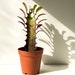 see more listings in the HOUSE PLANTS section