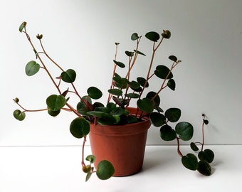 Peperomia Ruby Cascade, Trailing Peperomia, Trailing Plant, Hanging Plant, Vining Plant, Trailing Succulent, Live Succulent, Rare Plant