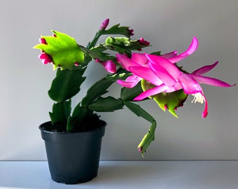 Hot Pink Christmas Cactus, Pink Cactus, Zygo Cactus, Zygocactus, Schlumbergera truncata, Cghristmas Plant, Holiday Plant, Christmas Decor