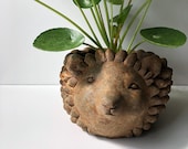 2.5 quot Pilea peperomioides in a Hedgehog Planter, Textured Cement, Natural Finish, Chinese Money Plant, Rare Plant, Live Plant, Container, Pot