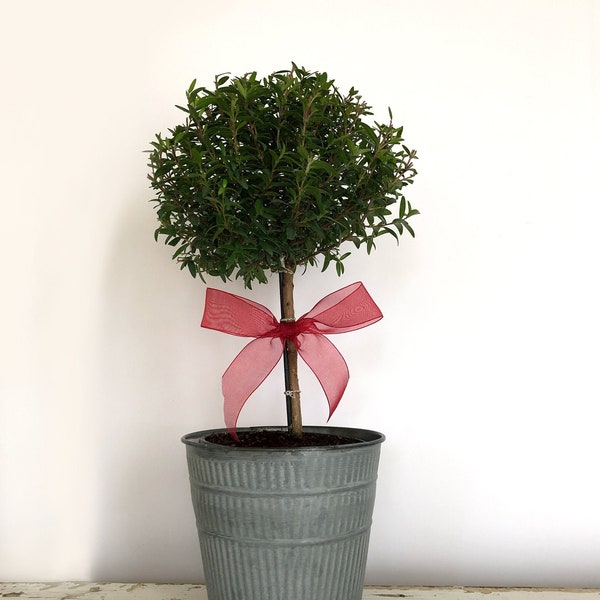 Potted Myrtle Topiary, Live Myrtle Tree, Myrtus communis 'Compacta,' Gift for Gardener, Gift for Mom, Housewarming Gift, Get Well Gift
