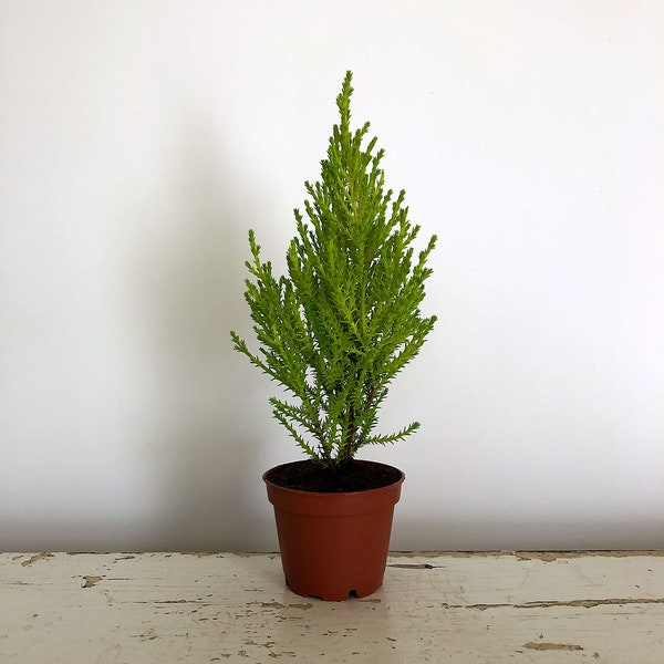 Lemon Cypress, Goldcrest, Mini Tree, Baby Tree, Live Tree, Christmas Tree, Tabletop Tree, Evergreen, Bonsai Tree, Topiary Tree, Fragrant