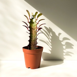 African Milk Tree, Euphorbia Trigona, Euphorbia Rubra, Cathedral Tree, Succulent, Cactus, Sun Loving, House Plant, Easy Care Plant, Cactus