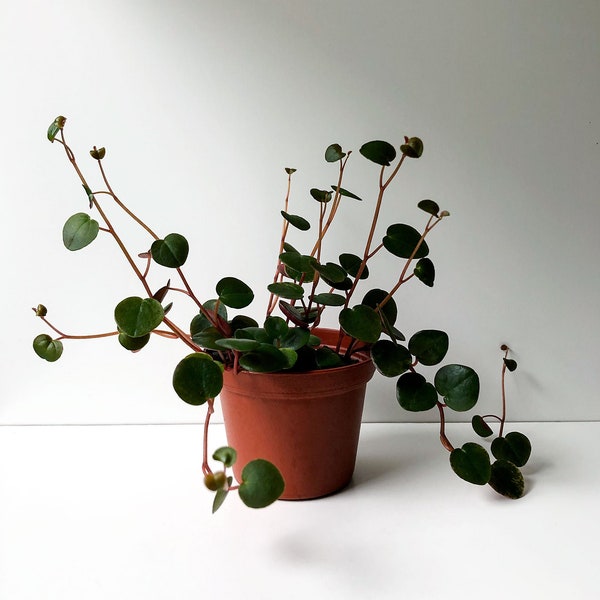 Peperomia Ruby Cascade, Peperomia rampant, Plante rampante, Plante suspendue, Plante grimpante, Succulentes rampantes, Plantes succulentes vivantes, Plante rare