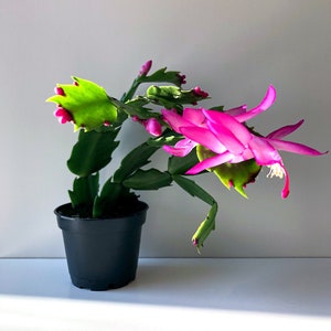 Hot Pink Christmas Cactus, Pink Cactus, Zygo Cactus, Zygocactus, Schlumbergera truncata, Cghristmas Plant, Holiday Plant, Christmas Decor image 1