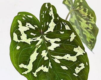 Alocasia Hilo Beauty in 4 Inch Pot, Caladium Hilo Beauty, Colocasia Hilo Beauty, Caladium praetermissum, Gorgeous Camo Foliage!