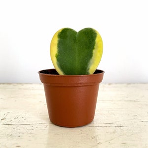 Variegated Hoya Kerrii, Variegated Hoya Heart, Hoya Heart Plant, Live Plant, Hoya Heart Succulent, Hoya Heart Vine, I Love You, Gift Plant